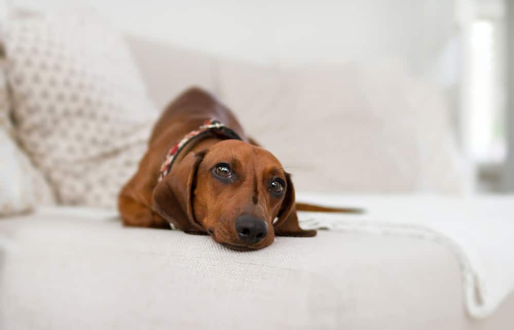 découvrez nos conseils pratiques pour prendre soin de votre chienne après sa stérilisation. apprenez les meilleures astuces pour assurer son confort, surveiller sa récupération et adapter son régime alimentaire. offrez-lui une convalescence sereine et en toute sécurité.