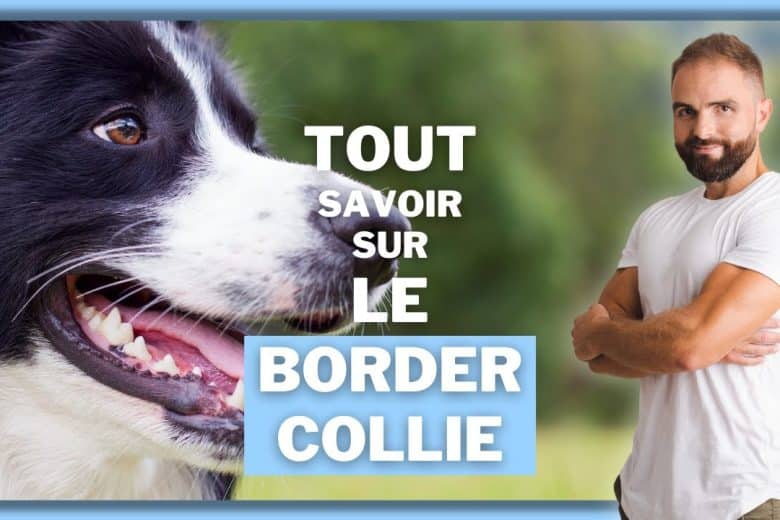 découvrez comment éduquer un border collie de manière équilibrée, en favorisant son intelligence et son énergie tout en assurant son bien-être. apprenez des techniques adaptées pour une relation harmonieuse.