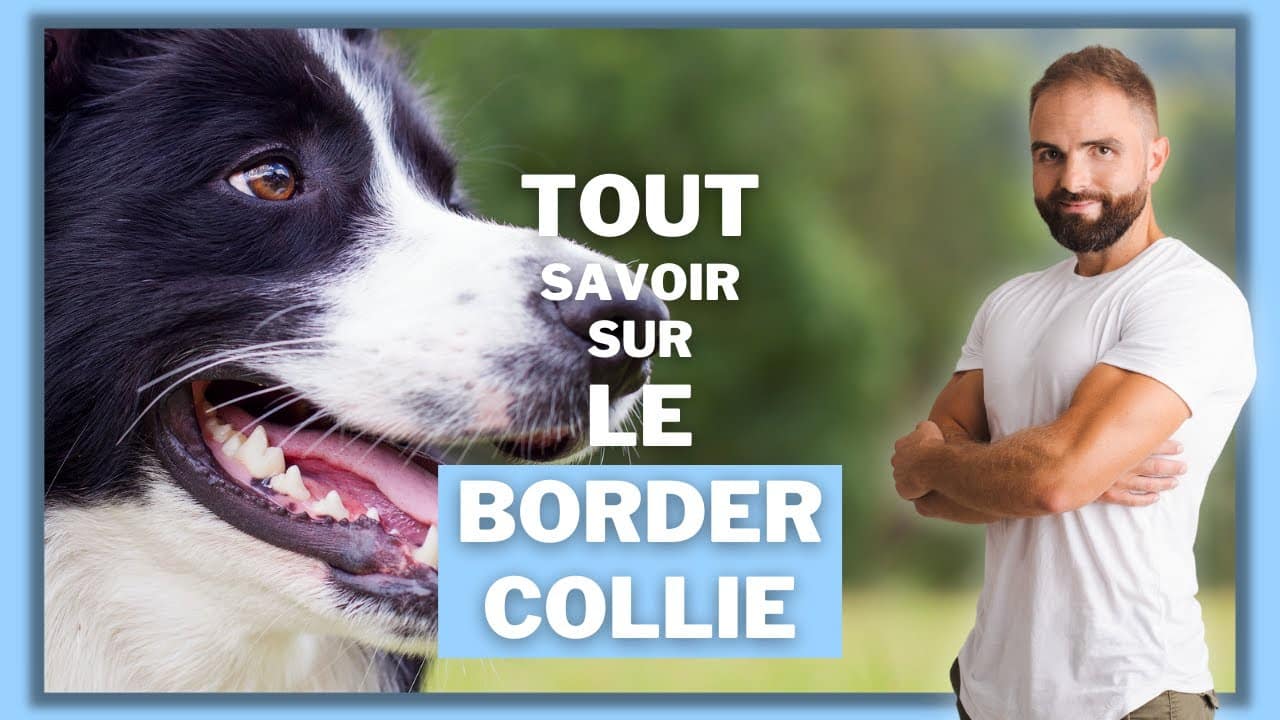 découvrez comment éduquer un border collie de manière équilibrée, en favorisant son intelligence et son énergie tout en assurant son bien-être. apprenez des techniques adaptées pour une relation harmonieuse.