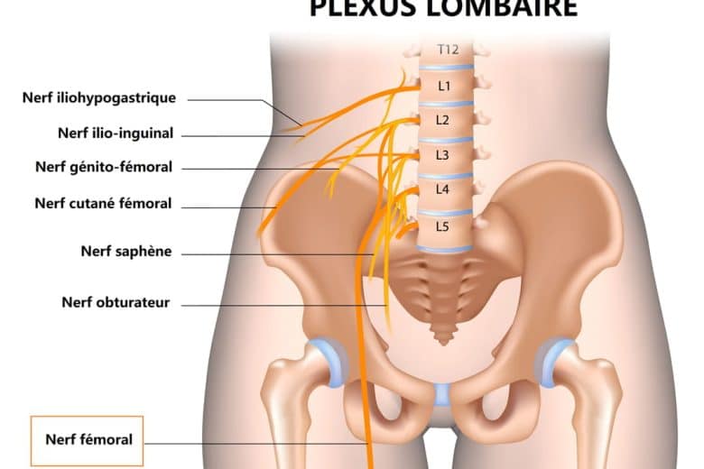 découvrez les causes des nerfs bloqués dans le dos et explorez les solutions efficaces pour soulager la douleur. informez-vous sur les traitements, les exercices et les conseils pratiques pour retrouver le bien-être et améliorer votre qualité de vie.