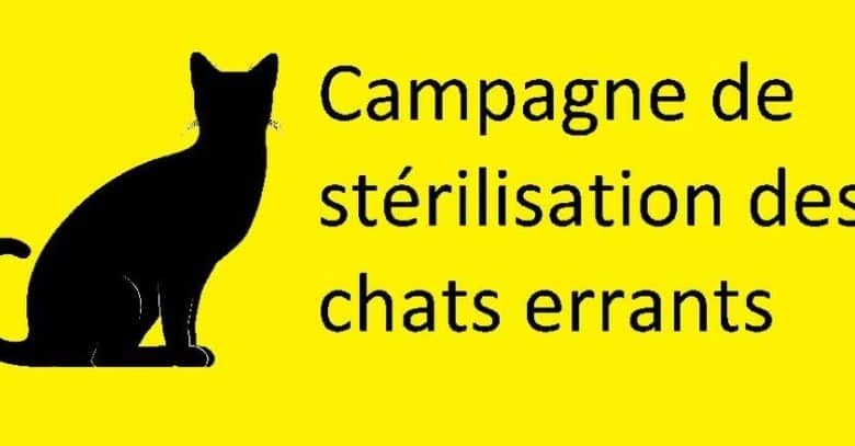 découvrez comment protéger les chats errants grâce à nos conseils pratiques et astuces, afin d'améliorer leur bien-être et leur sécurité. engagez-vous pour la cause féline et participez à la sauvegarde de ces animaux vulnérables.