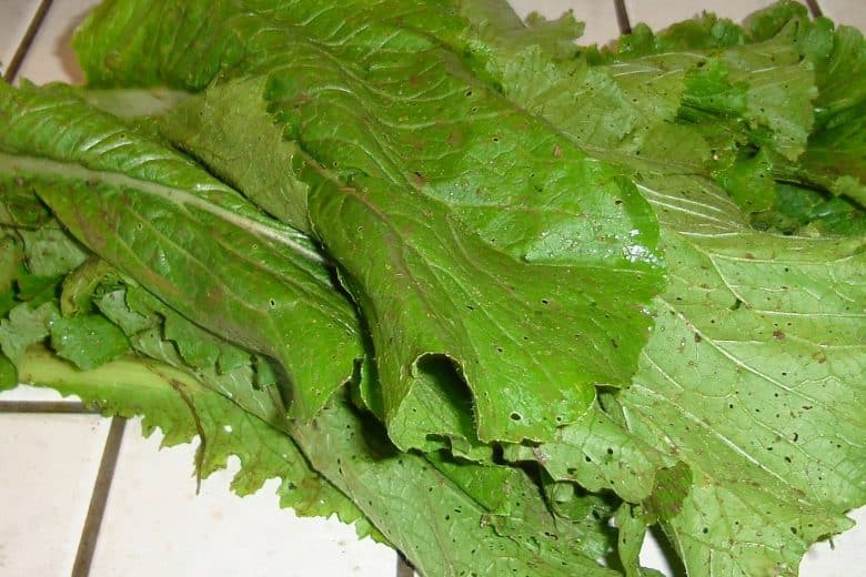 découvrez le chou feuille verte, un légume délicat et nutritif aux multiples bienfaits. apprenez à l'intégrer dans vos recettes saines pour profiter de son goût unique et de ses vertus pour la santé.