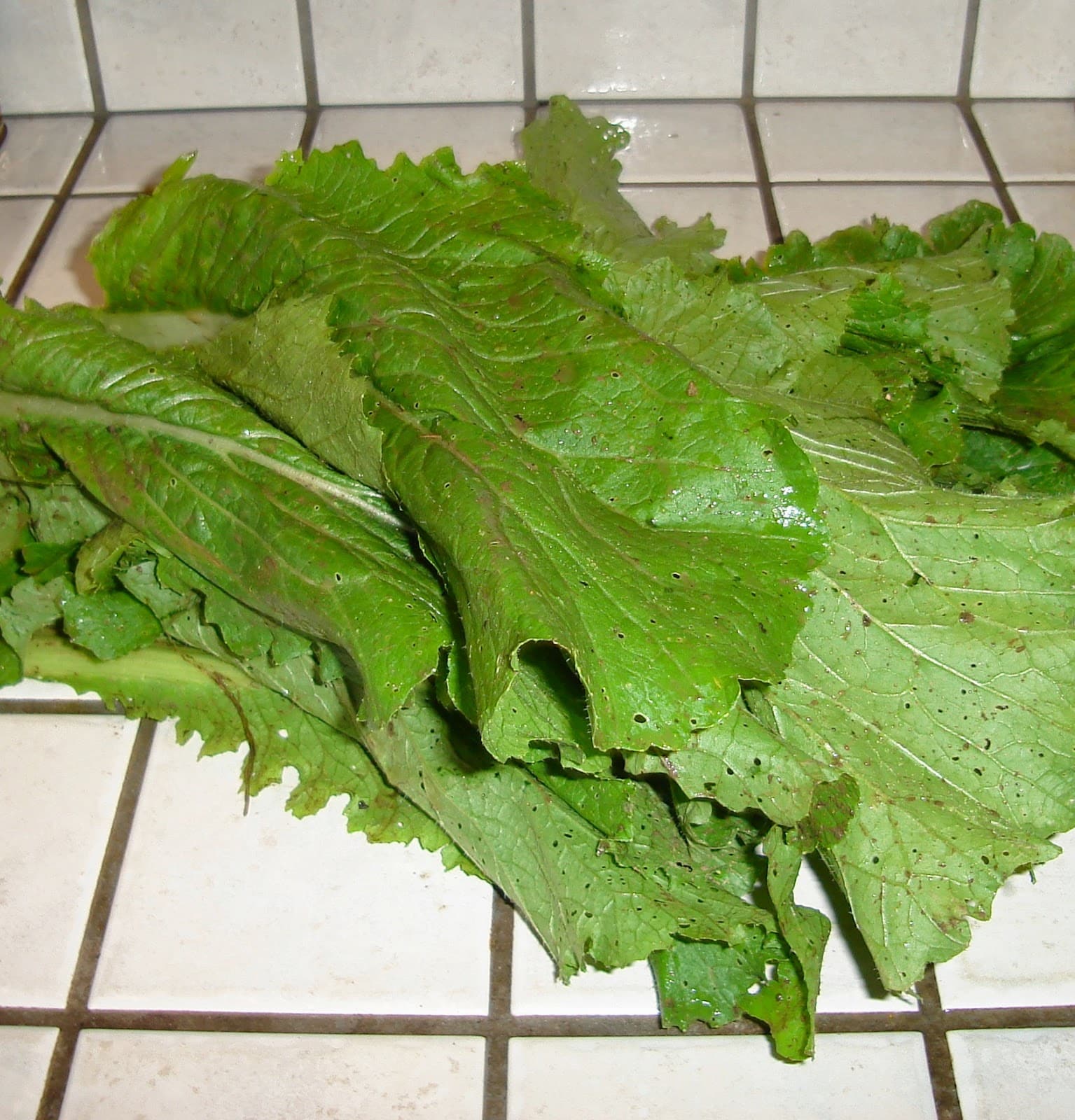 découvrez le chou feuille verte, un légume délicat et nutritif aux multiples bienfaits. apprenez à l'intégrer dans vos recettes saines pour profiter de son goût unique et de ses vertus pour la santé.